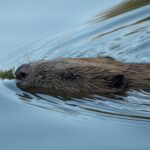 lia-maaskant-zz-oRJkibPo-unsplash