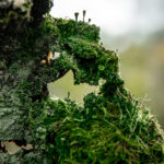 mousses et lichens sur bois mort2Â©PeggySchillemans