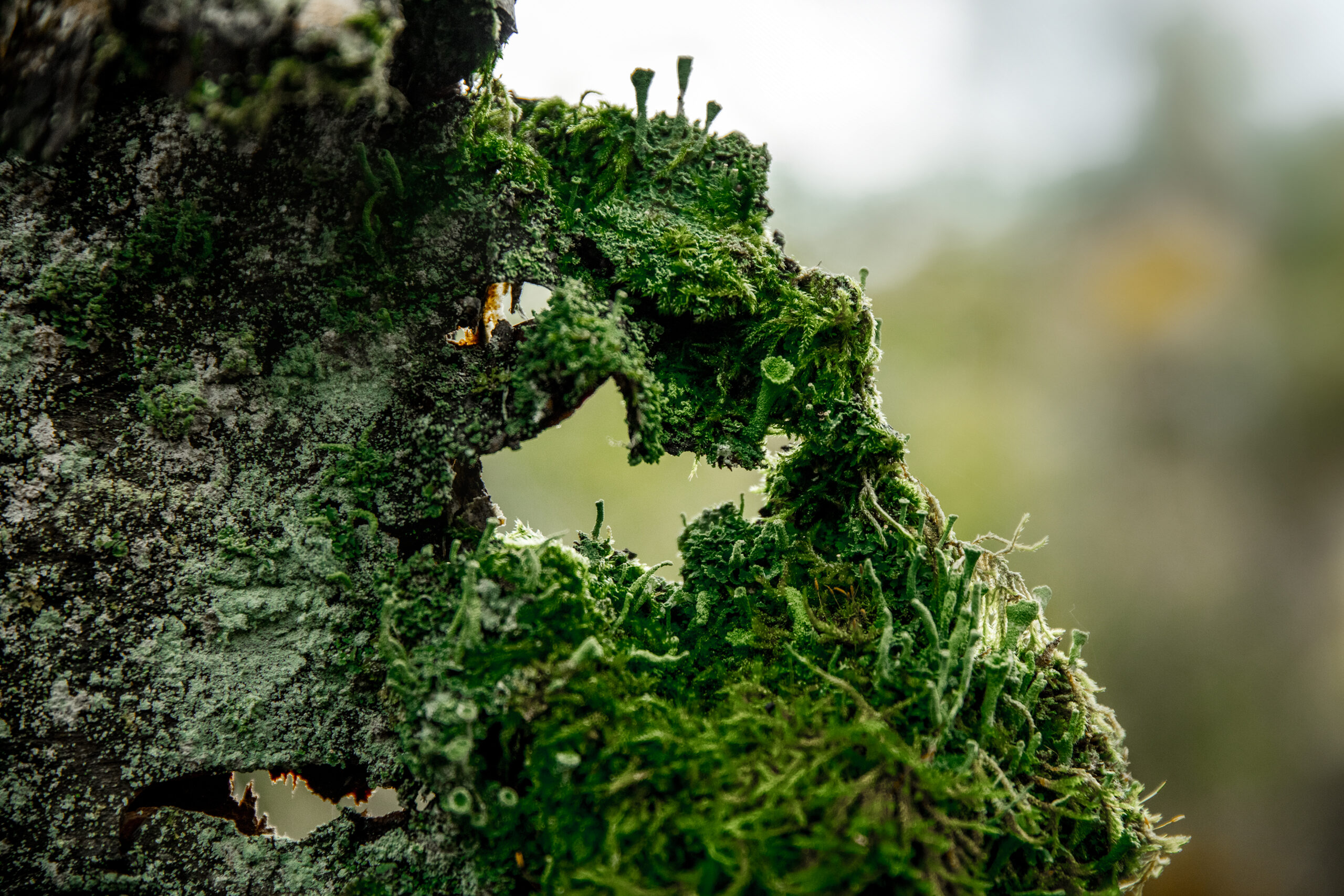 mousses et lichens sur bois mort2Â©PeggySchillemans